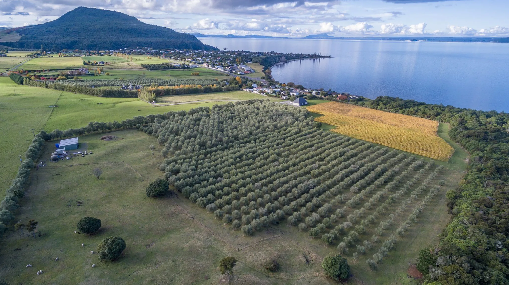 Omori Estate Winery